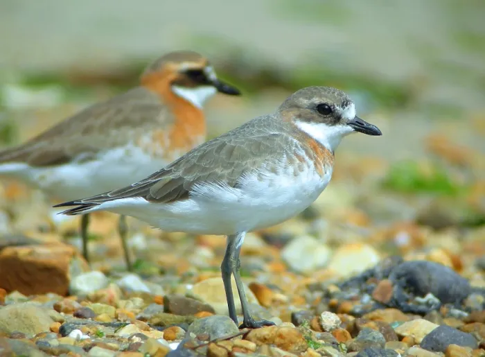 Gerahmter Druck : Mongolischer Tüpfelstrandläufer, Charadrius mongolus Gerahmter Druck : Mongolischer Tüpfelstrandläufer, Charadrius mongolus