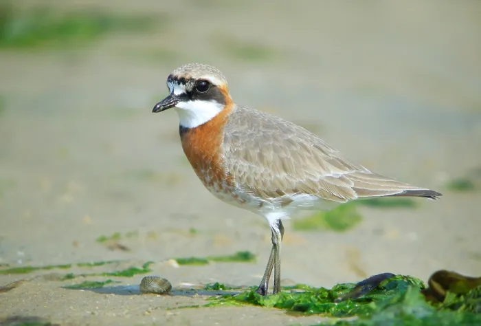 Gerahmter Druck : Mongolischer Strandläufer, Charadrius mongolus Gerahmter Druck : Mongolischer Strandläufer, Charadrius mongolus