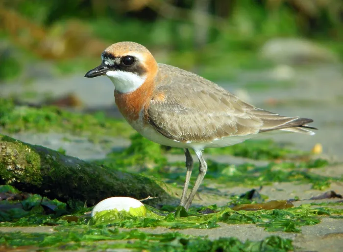 Gerahmter Druck : Mongolischer Strandläufer, Charadrius mongolus Gerahmter Druck : Mongolischer Strandläufer, Charadrius mongolus