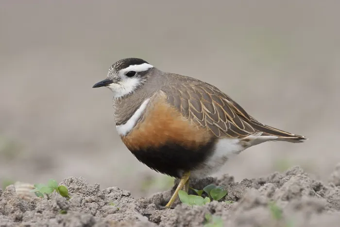 Gerahmter Druck : Morinelplevier, Eurasian Dotterel, Charadrius morinellus Gerahmter Druck : Morinelplevier, Eurasian Dotterel, Charadrius morinellus