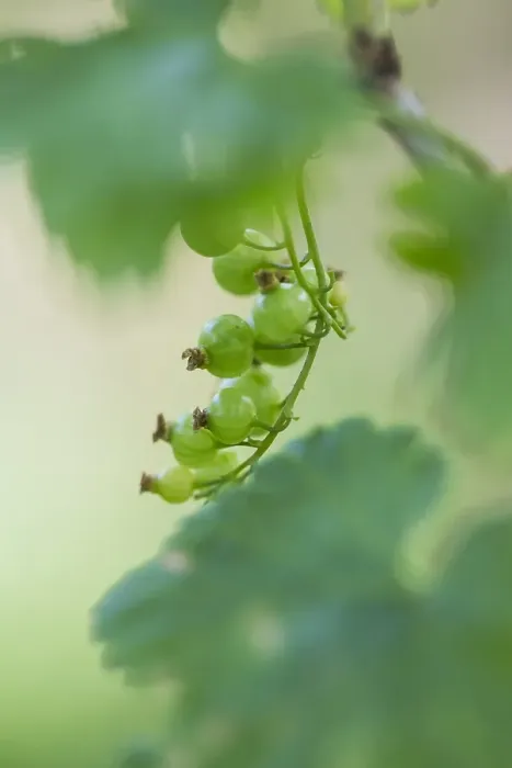 Gerahmter Druck : Berg-Kirschwurzelbeeren Gerahmter Druck : Berg-Kirschwurzelbeeren