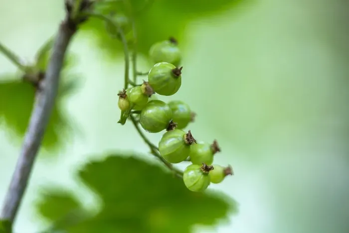 Gerahmter Druck : Berg-Weinbeeren Gerahmter Druck : Berg-Weinbeeren