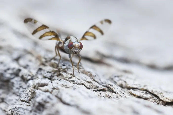 Gerahmter Druck : Myennis octopunctata Gerahmter Druck : Myennis octopunctata