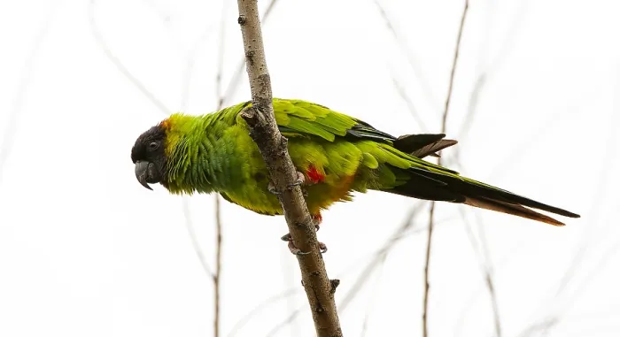 Gerahmter Druck : Nanday-Parakeet, Aratinga nenday Gerahmter Druck : Nanday-Parakeet, Aratinga nenday