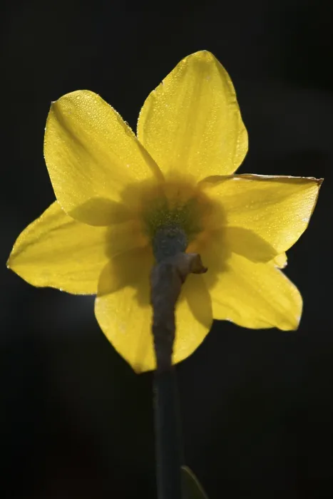 Gerahmter Druck : Narcis, Narzisse Gerahmter Druck : Narcis, Narzisse