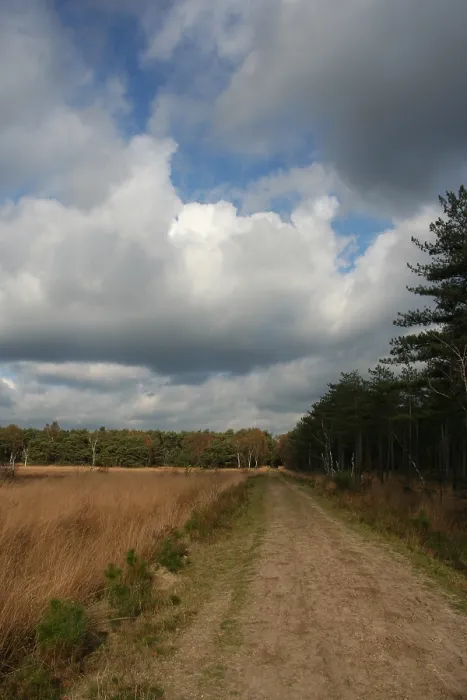 Gerahmter Druck : Neterselsche Heide