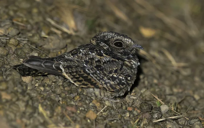 Gerahmter Druck : Kleinflughornvogel, Chordeiles pusillus Gerahmter Druck : Kleinflughornvogel, Chordeiles pusillus