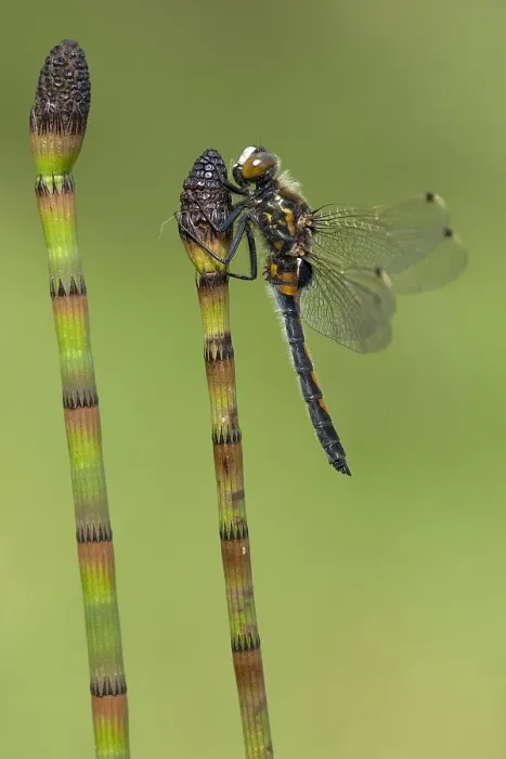 Gerahmter Druck : Noordse witsnuitlibel, Ruby Whiteface, Leucorrhinia rubicunda