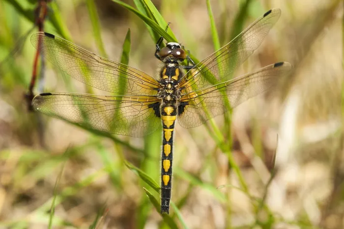 Gerahmter Druck : Nordische Wiesenschnepfe, Ruby Whiteface, Leucorrhinia rubicunda