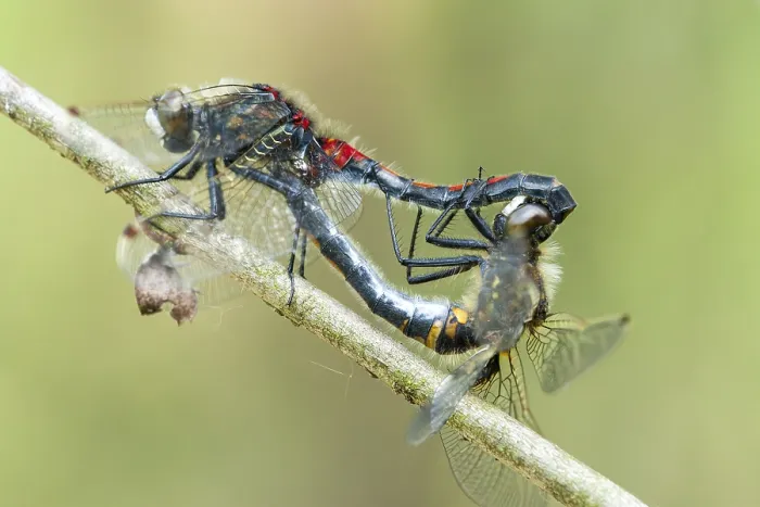 Gerahmter Druck : Nordische Wiesennatter, Ruby Whiteface, Leucorrhinia rubicunda. Gerahmter Druck : Nordische Wiesennatter, Ruby Whiteface, Leucorrhinia rubicunda.