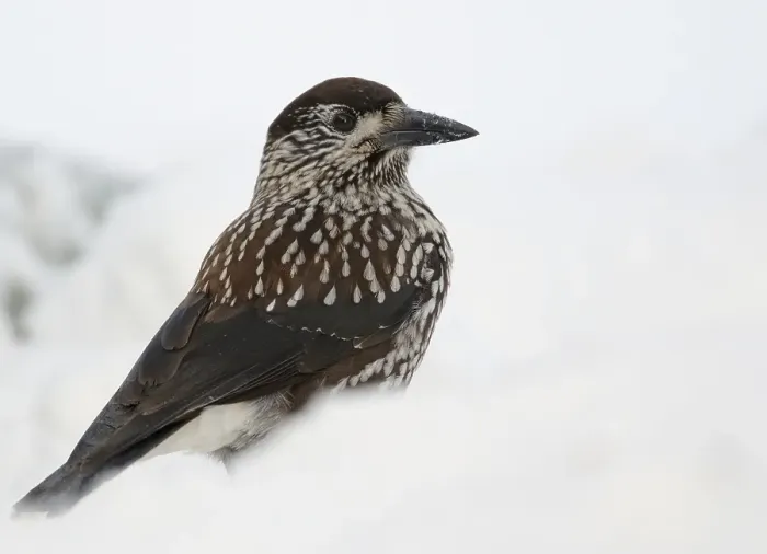 Gerahmter Druck : Notenkraker, Spotted Nutcracker, Nucifraga caryocatactes Gerahmter Druck : Notenkraker, Spotted Nutcracker, Nucifraga caryocatactes
