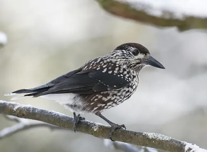 Gerahmter Druck : Notenkraker, Spotted Nutcracker, Nucifraga caryocatactes.