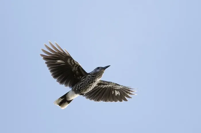 Gerahmter Druck : Notenkraker, Spotted Nutcracker, Nucifraga caryocatactes Gerahmter Druck : Notenkraker, Spotted Nutcracker, Nucifraga caryocatactes