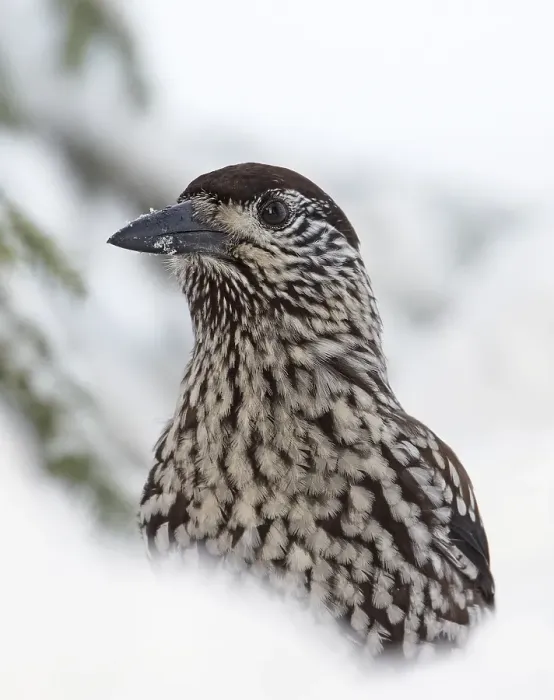 Gerahmter Druck : Notenkraker, Spotted Nutcracker, Nucifraga caryocatactes Gerahmter Druck : Notenkraker, Spotted Nutcracker, Nucifraga caryocatactes