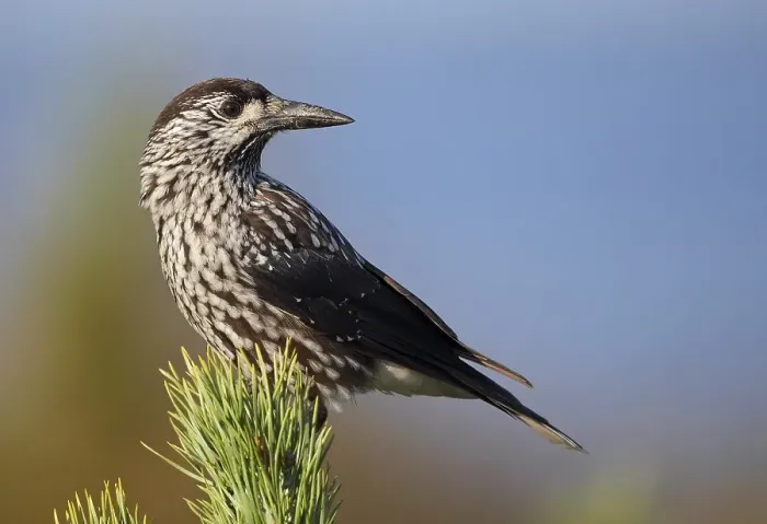 Gerahmter Druck : Notenkraker, Spotted Nutcracker, Nucifraga caryocatactes Gerahmter Druck : Notenkraker, Spotted Nutcracker, Nucifraga caryocatactes