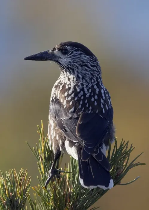 Gerahmter Druck : Notenkraker, Spotted Nutcracker, Nucifraga caryocatactes Gerahmter Druck : Notenkraker, Spotted Nutcracker, Nucifraga caryocatactes