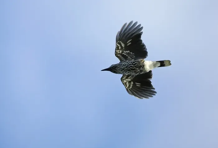 Gerahmter Druck : Notenkraker, Spotted Nutcracker, Nucifraga caryocatactes Gerahmter Druck : Notenkraker, Spotted Nutcracker, Nucifraga caryocatactes