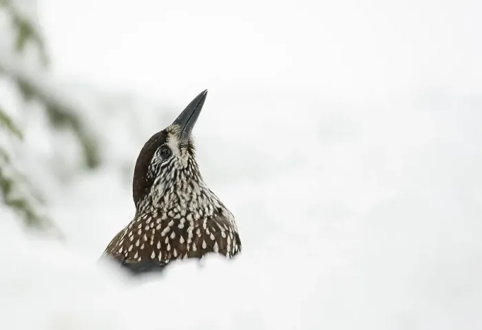 Gerahmter Druck : Notenkraker, Spotted Nutcracker, Nucifraga caryocatactes Gerahmter Druck : Notenkraker, Spotted Nutcracker, Nucifraga caryocatactes
