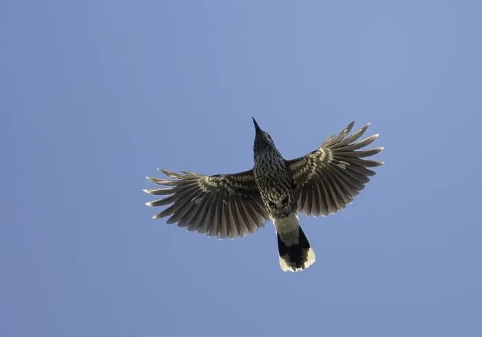 Gerahmter Druck : Notenkraker, Spotted Nutcracker, Nucifraga caryocatactes Gerahmter Druck : Notenkraker, Spotted Nutcracker, Nucifraga caryocatactes