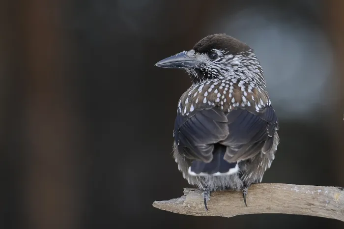 Gerahmter Druck : Notenkraker, Spotted Nutcracker, Nucifraga caryocatactes Gerahmter Druck : Notenkraker, Spotted Nutcracker, Nucifraga caryocatactes