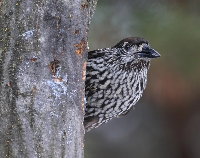 Gerahmter Druck : Notenkraker, Spotted Nutcracker, Nucifraga caryocatactes