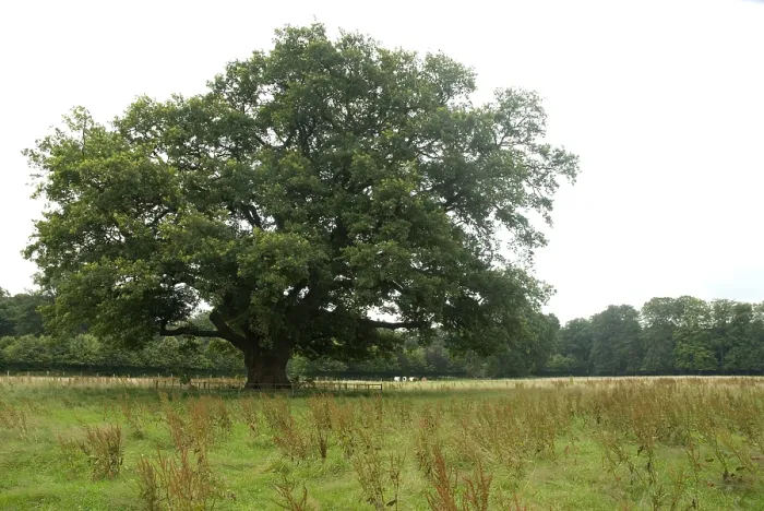 Gerahmter Druck : Eiche, Eiche, Quercus Gerahmter Druck : Eiche, Eiche, Quercus