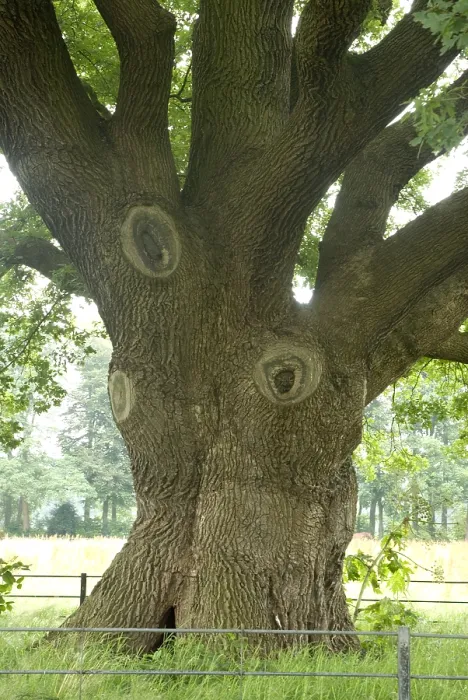 Gerahmter Druck : Eiche, Eiche, Quercus robur Gerahmter Druck : Eiche, Eiche, Quercus robur