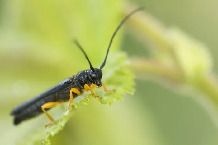 Gerahmter Druck : Oberea linearis