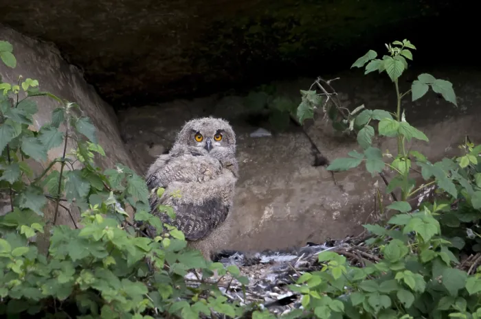 Gerahmter Druck : Oehoe; Adlerauge; Bubo bubo Gerahmter Druck : Oehoe; Adlerauge; Bubo bubo