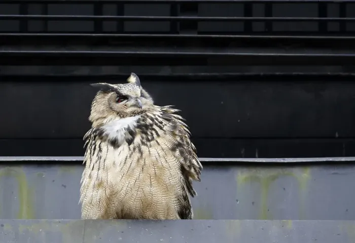 Gerahmter Druck : Agami-Bild des Oehoe, Eurasian Eagle Owl, Bubo bubo Oehoe sitzend auf Gebäude; Eurasian Eagle Owl auf Gebäude sitzend