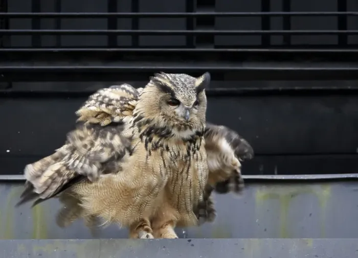 Gerahmter Druck : Agami-Bild des Oehoe, Eurasian Eagle-owl, Bubo bubo - Oehoe sitzend auf einem Gebäude; Eurasian Eagle-owl auf einem Bauwerk sitzend
