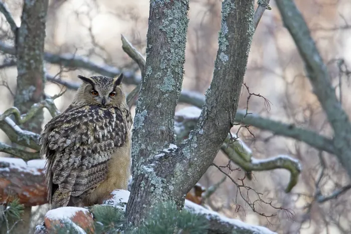 Gerahmter Druck : Agami-Bild des Oehoe, Eurasian Eagle Owl, Bubo bubo - Oehoe sitzend auf einem Ast; Eurasian Eagle Owl auf einem Baum. Gerahmter Druck : Agami-Bild des Oehoe, Eurasian Eagle Owl, Bubo bubo - Oehoe sitzend auf einem Ast; Eurasian Eagle Owl auf einem Baum.