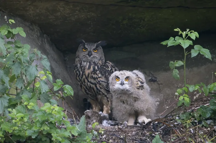 Gerahmter Druck : 'Oehoe, Eurasian Eagle-Owl, Bubo bubo'. Gerahmter Druck : 'Oehoe, Eurasian Eagle-Owl, Bubo bubo'.