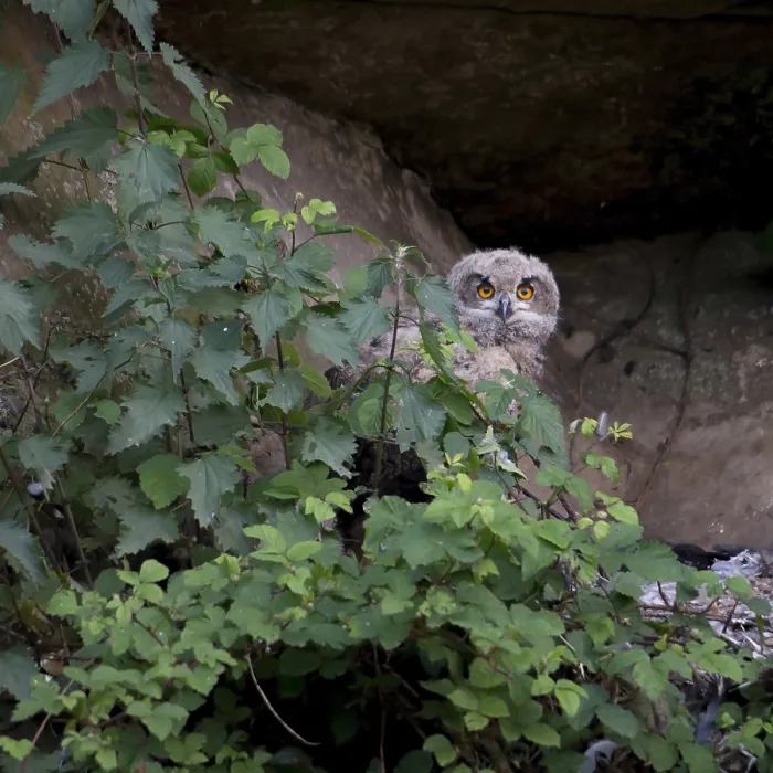 Gerahmter Druck : Huu, Eurascher Adler-Eule, Bubo bubo