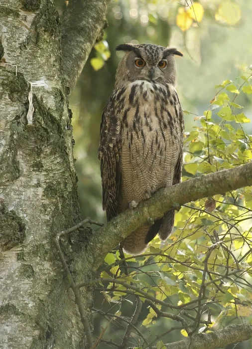 Gerahmter Druck : Huu, Eurasischer Schreiadler, Bubo bubo Gerahmter Druck : Huu, Eurasischer Schreiadler, Bubo bubo