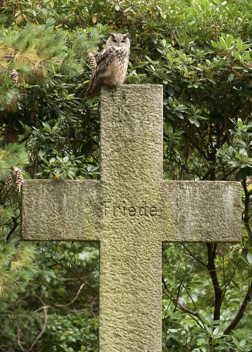 Gerahmter Druck : Huu, Eurasische Schreihuhn-Ohreule, Bubo bubo Gerahmter Druck : Huu, Eurasische Schreihuhn-Ohreule, Bubo bubo
