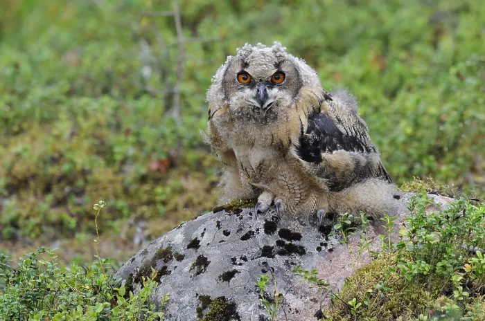 Gerahmter Druck : Huuuh, Eurascher Adler-Uhu, Bubo bubo