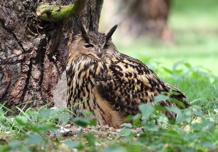 Gerahmter Druck : Huu, Eurascher Adler-Eule, Bubo bubo