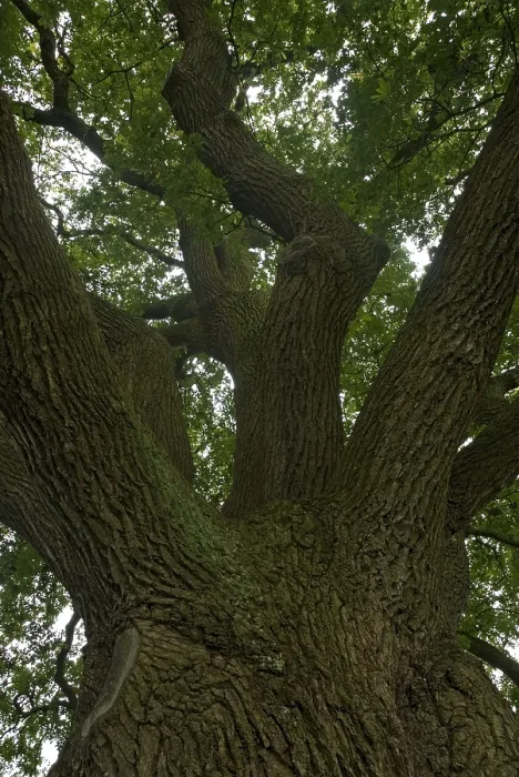 Gerahmter Druck : Alte Eiche, Oude Eik Gerahmter Druck : Alte Eiche, Oude Eik
