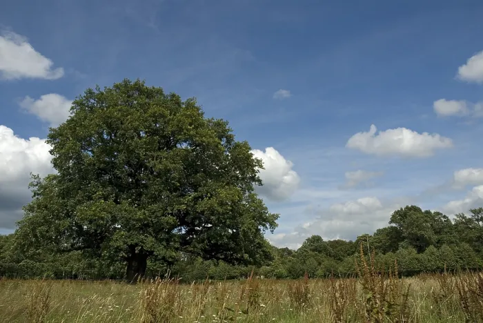 Gerahmter Druck : Alte Eiche, Oude Eik Gerahmter Druck : Alte Eiche, Oude Eik