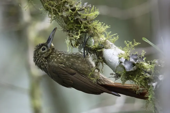 Gerahmter Druck : Olive-backed Woodcreeper (Xiphorhynchus triangularis triangularis) Gerahmter Druck : Olive-backed Woodcreeper (Xiphorhynchus triangularis triangularis)