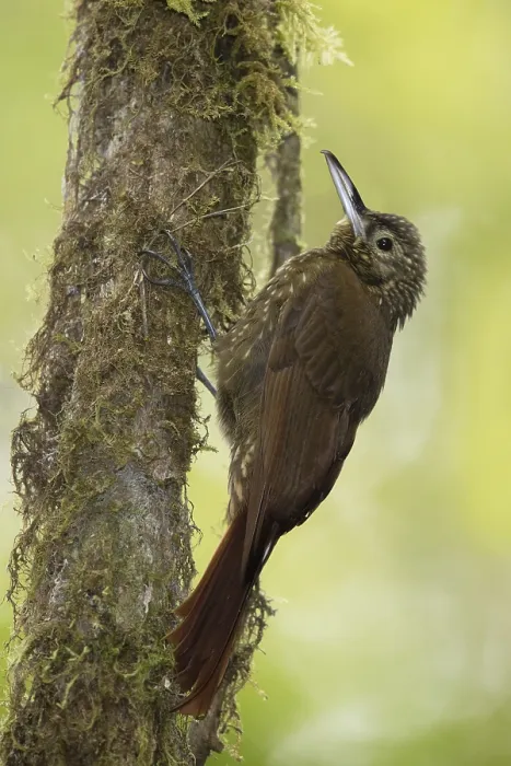 Gerahmter Druck : Eichenrücken-Waldschnepfen (Xiphorhynchus triangularis triangularis)