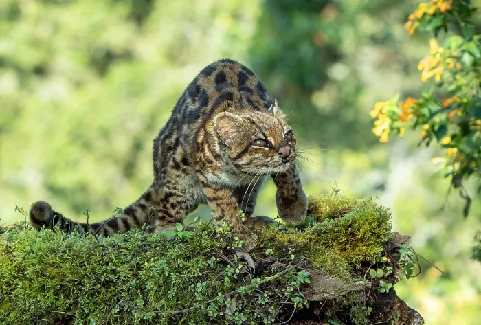 Gerahmter Druck : Oncilla, Leopardus tigrinus Gerahmter Druck : Oncilla, Leopardus tigrinus