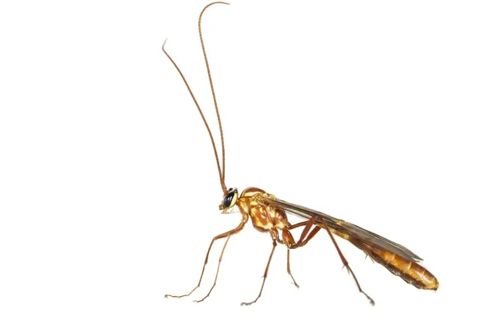 Gerahmter Druck : Ophion obscuratus Gerahmter Druck : Ophion obscuratus