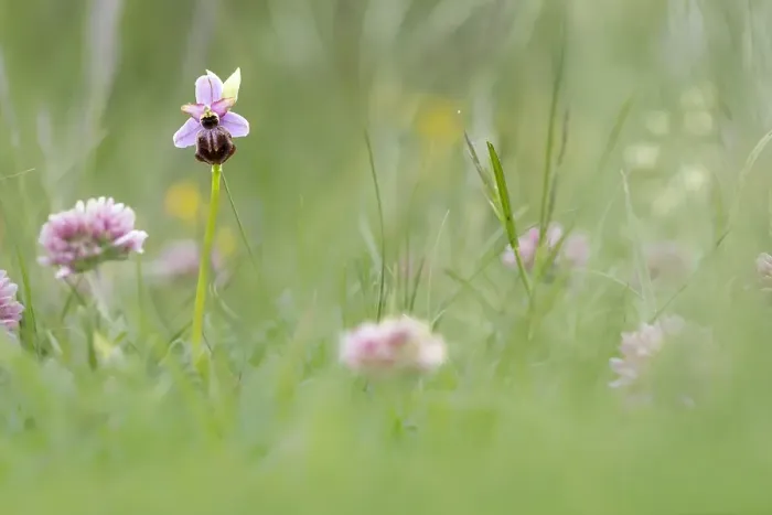 Gerahmter Druck : Ophrys aveyronensis