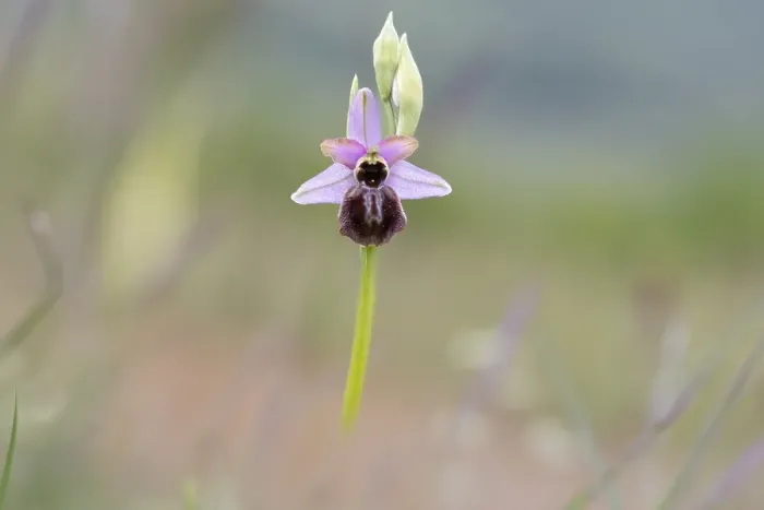 Gerahmter Druck : Ophrys aveyronensis