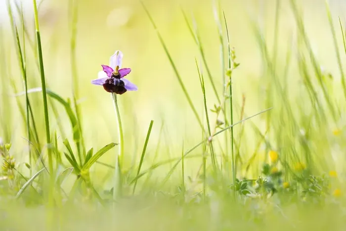 Gerahmter Druck : Ophrys aveyronensis