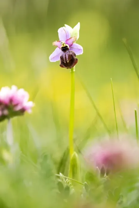 Gerahmter Druck : Ophrys aveyronensis