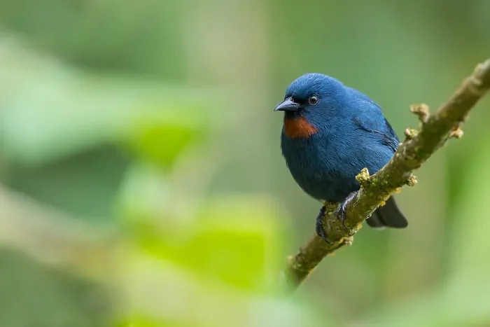 Gerahmter Druck : Orangequit, Euneornis campestris Gerahmter Druck : Orangequit, Euneornis campestris