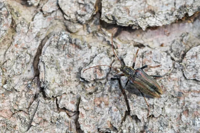 Gerahmter Druck : Oxymirus cursor Gerahmter Druck : Oxymirus cursor